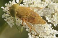 Atylotus fulvus
