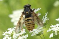Temnostoma meridionale