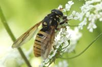 Temnostoma meridionale