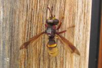 Conops vesicularis