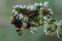 Volucella pellucens