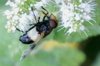 Volucella pellucens