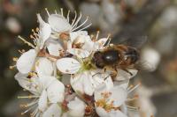 Eristalis tenax