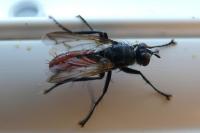 Cylindromyia bicolor