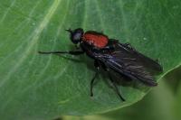 Clitellaria ephippium