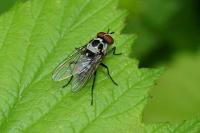 Anthomyia procellaris