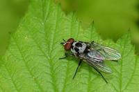 Anthomyia procellaris