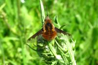 Bombylius major
