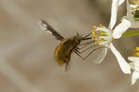 Bombylius major