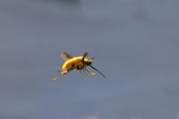 Bombylius major