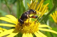 Syritta pipiens