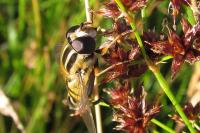 Helophilus trivittatus