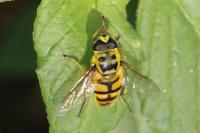 Myathropa florea