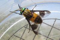 Chrysops viduatus