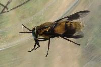 Chrysops viduatus