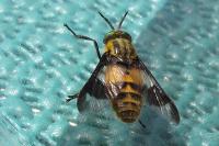 Chrysops viduatus
