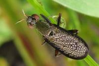 Coremacera marginata