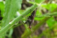 Coremacera marginata