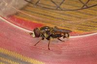 Tropidia fasciata