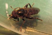 Tropidia fasciata