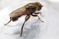 Tropidia fasciata