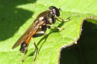 Xylota segnis