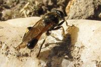 Xylota segnis