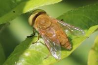 Atylotus fulvus