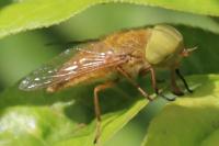Atylotus fulvus