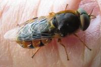 Odontomyia ornata
