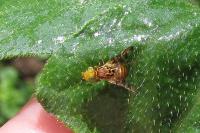 Goniglossum wiedemanni