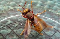 Conops vesicularis