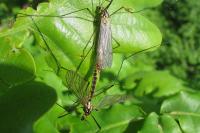 Nephrotoma appendiculata