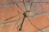 Tipula vittata