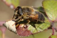 Eristalis pertinax