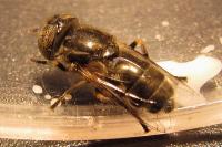 Eristalinus aeneus