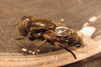 Eristalinus aeneus
