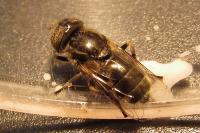 Eristalinus aeneus