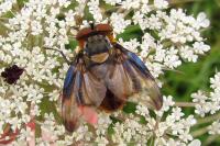 Phasia hemiptera