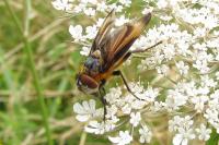 Phasia hemiptera