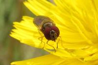 Melanostoma mellinum