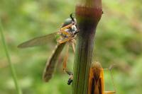 Leptogaster cylindrica