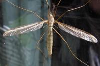Tipula oleracea