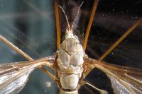 Tipula oleracea