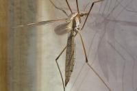 Tipula oleracea