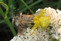 Atylotus rusticus