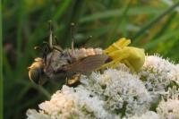 Atylotus rusticus