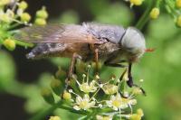 Atylotus rusticus