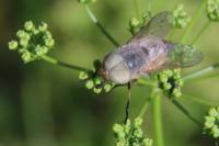 Atylotus rusticus