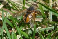 Tachina fera